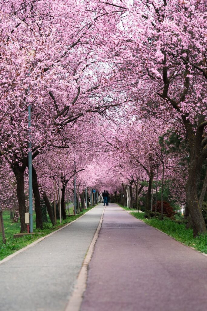 A picturesque spring pathway lined with blooming cherry blossoms, creating a romantic ambiance.